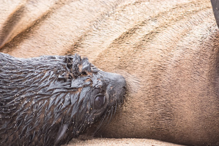 capture of cute baby seal nursing from its momの写真素材
