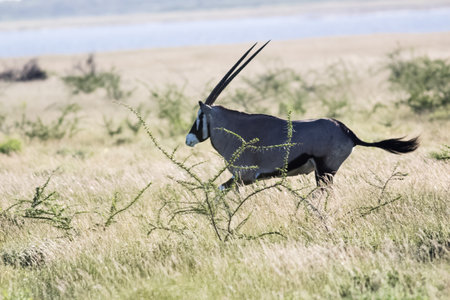 caption of a rare antilope portrait in the forestの写真素材