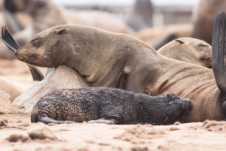 capture of cute baby seal nursing from its momの写真素材