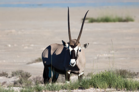 caption of a rare antilope portrait in the forestの写真素材