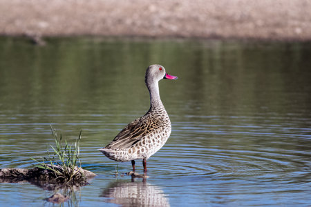 caption of duch with red beak standing in a water