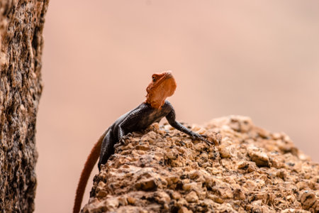 caption of SPECIAL COLORFULL AGAMA NICE PORTRAITの写真素材