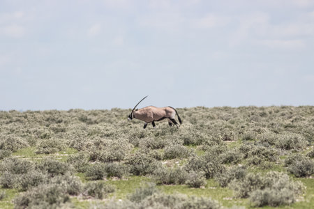 caption of a rare antilope portrait in the forestの写真素材