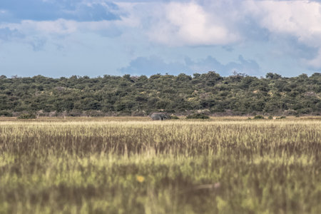 landscape photo with an elephantの写真素材