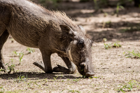 capture of a wild boar on its knees eatingの写真素材