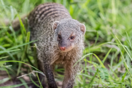 capture of mongoose in the grass portraitの写真素材