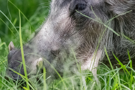 caption of wild boar face close upの写真素材