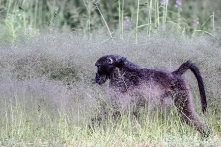 capture of a Baboon moving towards the grassの写真素材