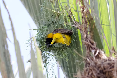 capture of a weaver building it nest in africaの写真素材