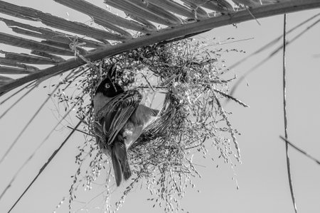 capture of a weaver building it nest in africaの写真素材