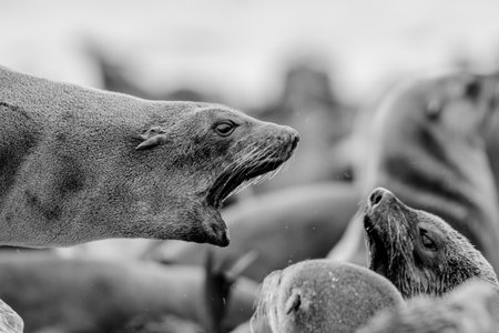 caption of seal mama screaming on her babysの写真素材