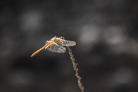 beautifull dragon fly close up giving us the key to the insects world