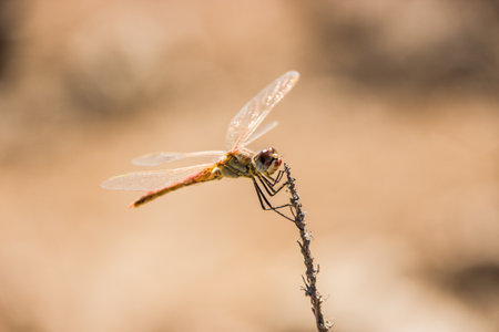 beautifull dragon fly close up giving us the key to the insects worldの写真素材