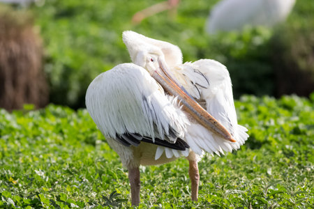 capture of white pelican oiling its fethersの写真素材