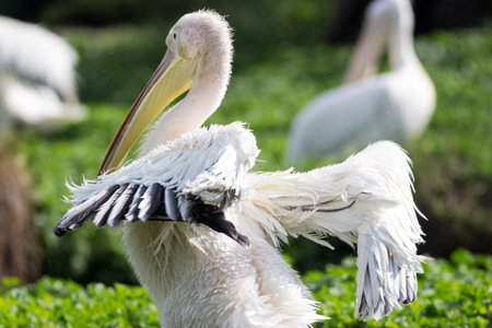 capture of white pelican oiling its fethersの写真素材