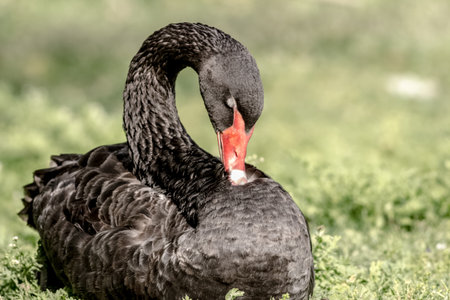 capture of alegant black swan cleaning up its feathersの写真素材