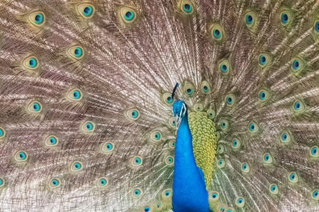 capture of peacock with its magnificent tail opened wideの写真素材
