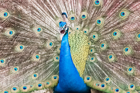 capture of peacock with its magnificent tail opened wideの写真素材