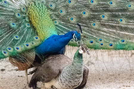 capture of two peacocks cought up matingの写真素材