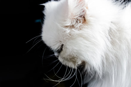 capture of white persian cat from up closeの写真素材