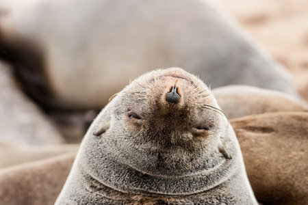 caption of a happy seal making funny facesの写真素材