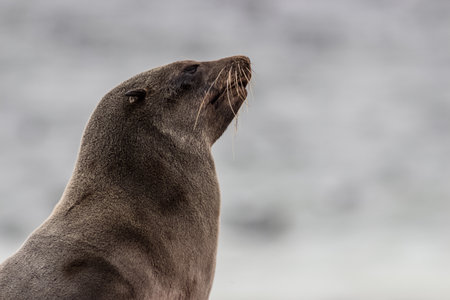 capture of seal standing on a rock and posing