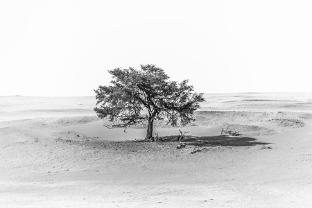 capture of alone tree in the middle of the desert black and whiteの写真素材