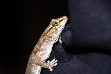 capture of a gecko is climbing on things
