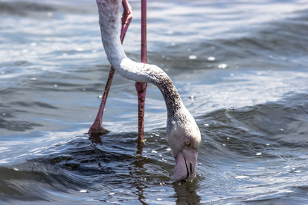 capture of flamingo is searching for foodの写真素材