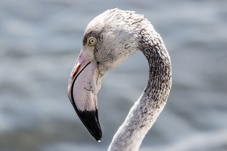capture of a portrait of a beautiful flamingoの写真素材