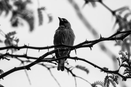 capture of a weaver building it nest in africaの写真素材
