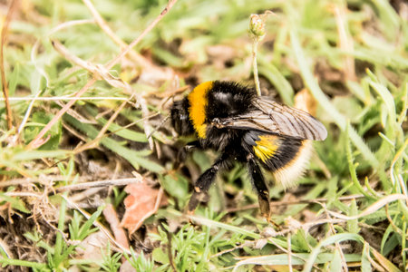 a preety close up on a bumble bee in the woodsの写真素材