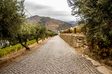 VERY BEAUTIFULL VIEW FROM A VINYARD ROAD IN PORTUGALの写真素材