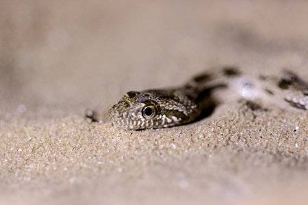 capture of a beatiful  sand snake in a close up