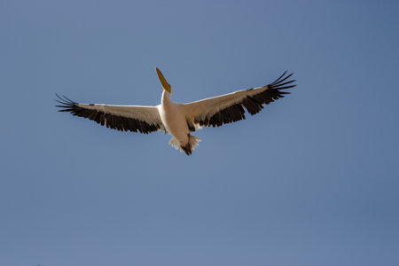 capture of flying pelicans in a group and singleの写真素材