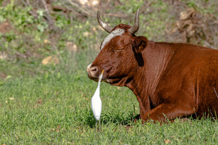 rare friendshio where white heron cleans a cowの写真素材