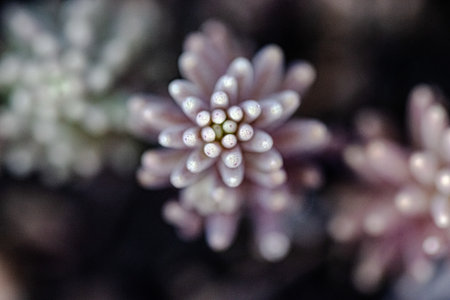 capture of close up on a special plant