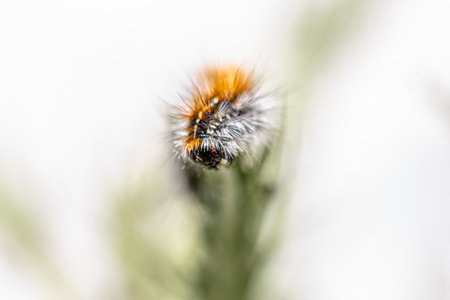 capture of a close up on Thaumetopoea caterpillarの写真素材