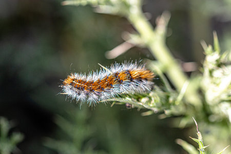 capture of a close up on Thaumetopoea caterpillarの写真素材