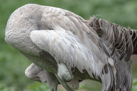 close up on a grey crane in the lake portraitの写真素材