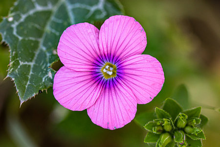 preety hairy pink flax in a close upの写真素材