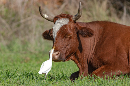 rare friendshio where white heron cleans a cowの写真素材