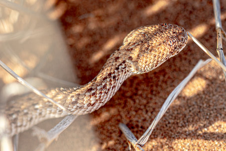 capture of horned bitis snake close up