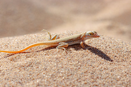 rare capture of lizard in the sandの写真素材