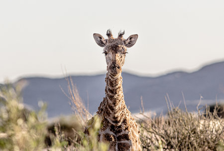 rare capture of Ill girafe with scabies in africaの写真素材