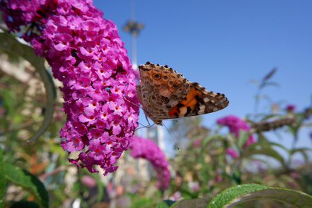 Beautiful a citrus swallow tail butterfly (Papilio democadus) on purples Buddleja davidii flower,...