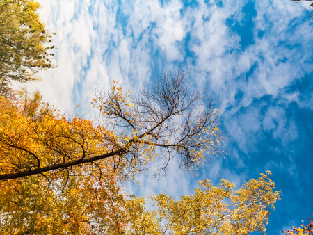 Golden yellow trees in a public park in the fall with a blue sky.の写真素材