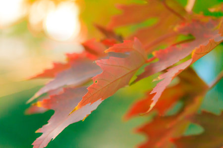 Image of a variety of autumn leaves and blur background