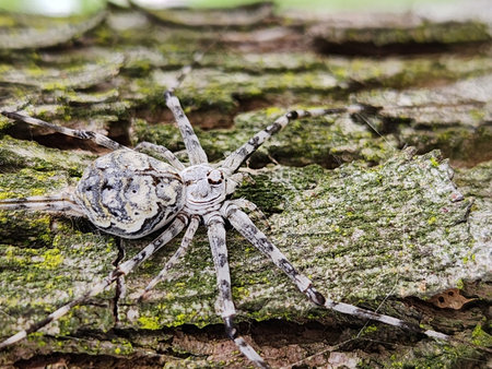 Camouflaged spider with banded legs rests on moss-covered tree bark.
