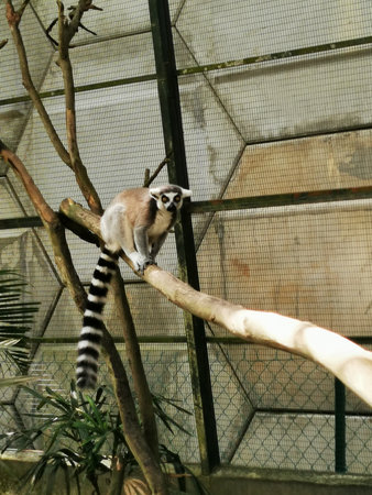 Ring-tailed lemur perched on branch inside wire mesh enclosure.